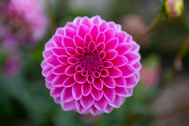 istock close up of pink dahlia 2243387273