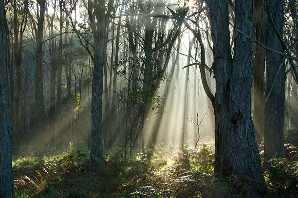 Eucalyptus trees in Australian bush bathed in sunlight on a foggy morning