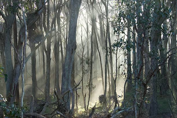 Eucalyptus trees in Australian bush bathed in sunlight on a foggy morning
