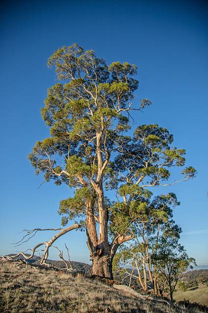 Tall eucalyptus tree standing on top of a hill against the blue sky