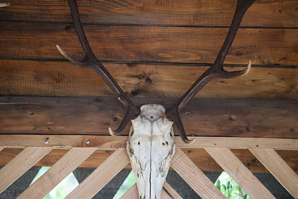 istock Deer Skull with Antlers on Wooden Wall 2243387691
