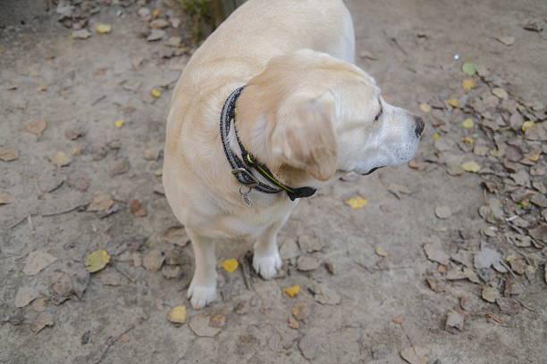 A Labrador stands calmly looking to the right of the frame.