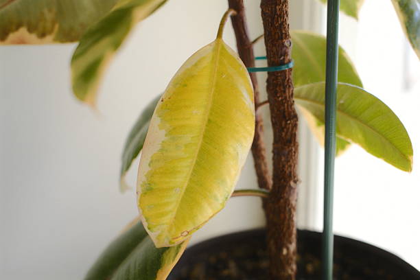 istock A potted Ficus Elastica houseplant has a single yellow and white leaf 2243387753