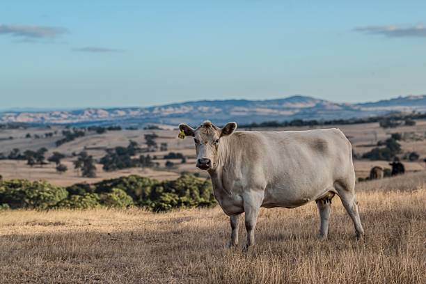 white cows in rural landscape of nord pas de calais in france under blue sky in summer