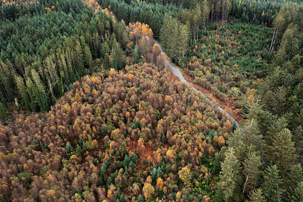 istock Drone view of a forest in rural Scotland 2243387788