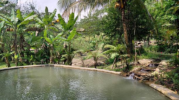 istock Peaceful Tropical Pond in Rural Indonesia Surrounded by Lush Greenery 2243387985