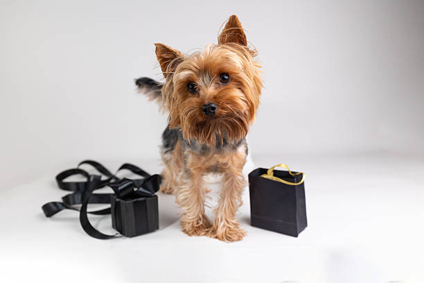 istock Cute Dog Surrounded by Gift Boxes for a Fun Discount Shopping Event 2243388577