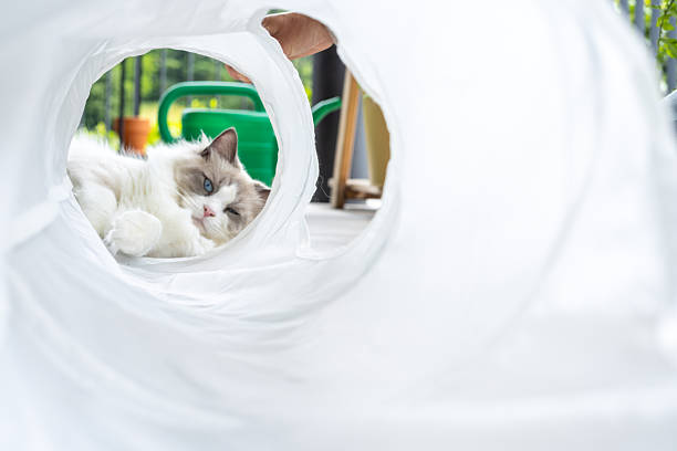 Fluffy blue eyed cat resting outdoors seen through a white tunnel. Relaxed pet with soft fur in garden setting. Domestic cat portrait with natural background.