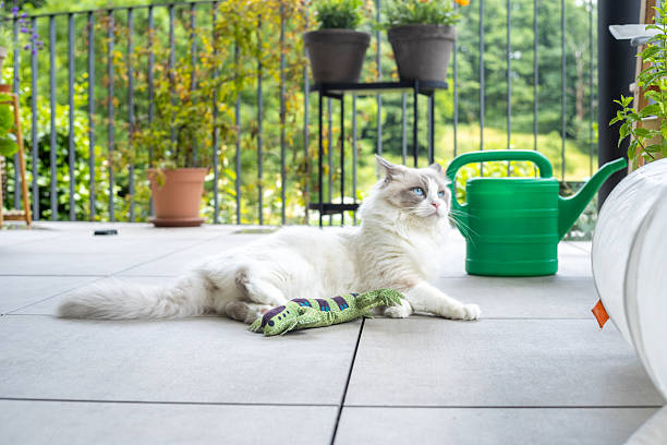White and gray fluffy cat lying on tiled patio floor with green toy lizard. Domestic pet resting outdoors near watering can and potted plants. Relaxed cat enjoying home garden space.