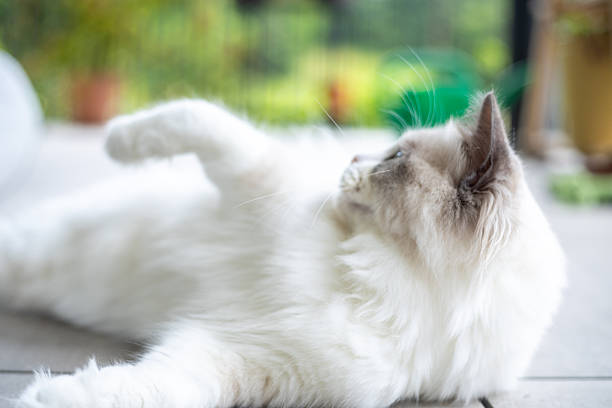 Calm Ragdoll cat with blue eyes lounging on a tiled floor gazing. Fluffy feline portrait displaying serene curiosity. Indoor pet setting with natural lighting.