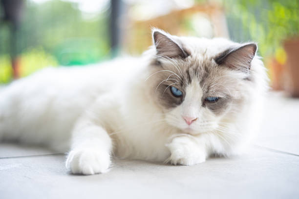 Calm Ragdoll cat with blue eyes lounging on a tiled floor gazing. Fluffy feline portrait displaying serene curiosity. Indoor pet setting with natural lighting.