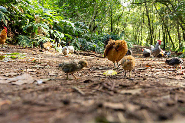 istock A group of chickens are walking on a dirt path 2243388728