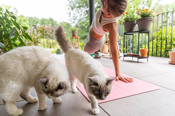 istock Woman Doing Yoga on Patio with Two Cats 2243388843