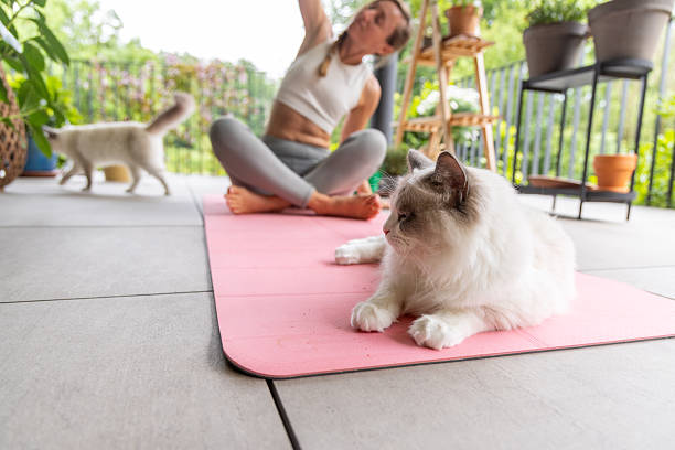 istock Woman Doing Yoga with Cats on Balcony 2243388866