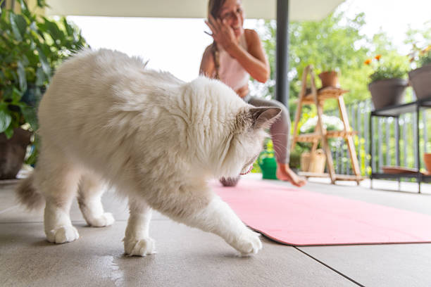 istock Woman Practicing Yoga with Cat on Balcony 2243388882