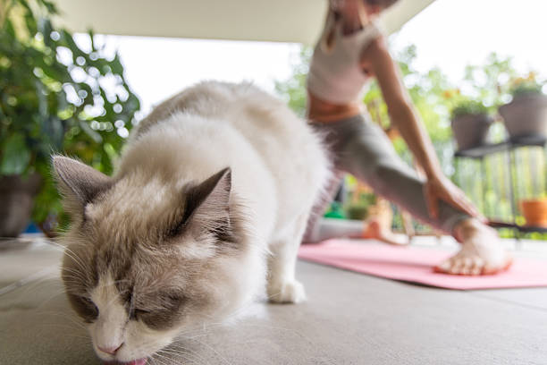 istock Woman Practicing Yoga with Cat on Balcony 2243388884