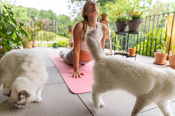 istock Woman Doing Yoga with Two White Cats 2243388886