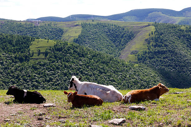 Cows are resting on a grassy hill with lush green mountains in the background, creating a peaceful rural scene.