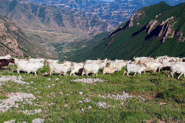 istock A group of sheep grazing on a mountainous grassland 2243389043