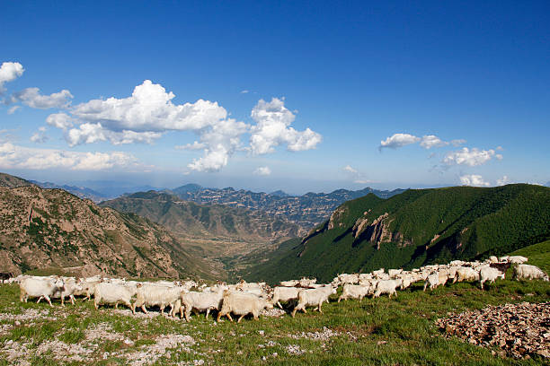 A group of sheep graze on a mountain slope under a clear blue sky with scattered clouds, showcasing a natural pastoral landscape.