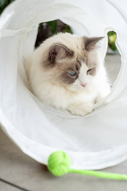 istock Blue Eyed Cat Playing Inside White Tunnel 2243389060