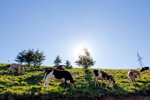 Cows are grazing on a sunny green hillside with clear blue sky, showing a peaceful rural scene.