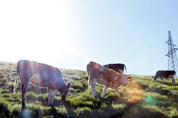 Cows are grazing on a lush green hillside under a bright sunny sky, creating a peaceful rural scene.