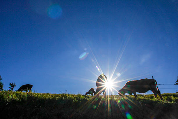 Sunlight shines brightly as cows graze on a grassy hill under a clear blue sky.