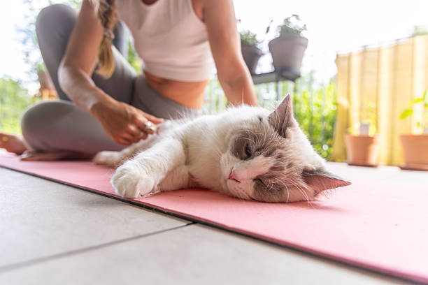 istock Woman Brushing Fluffy Cat on Yoga Mat 2243389764