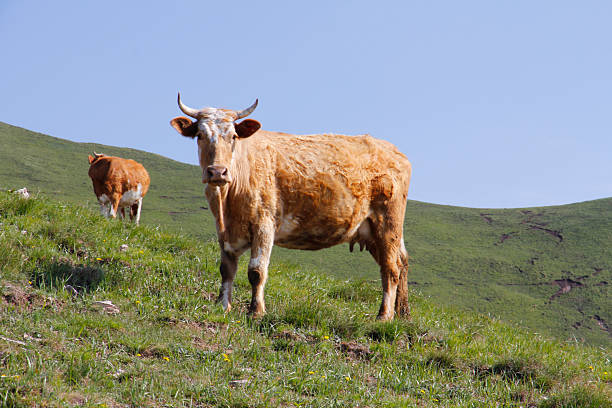 Two cows are on a green hillside, with one in the foreground and another in the background under a clear blue sky.