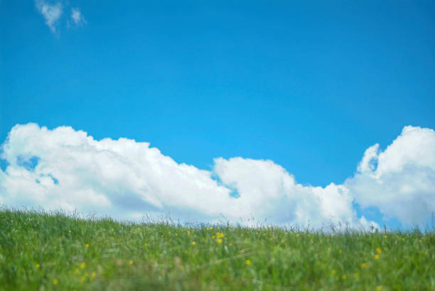A picturesque scene of a clear blue sky with fluffy white clouds above a lush green grass field.
