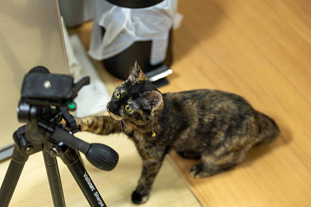 istock Neri, the tortoiseshell cat. 2243391461
