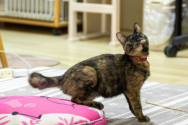 istock Neri, the tortoiseshell cat. 2243391479
