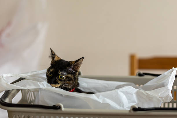 istock Neri, the tortoiseshell cat. 2243391480