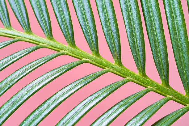istock Close up of a green palm leaf on grey background with copy space 2243392452