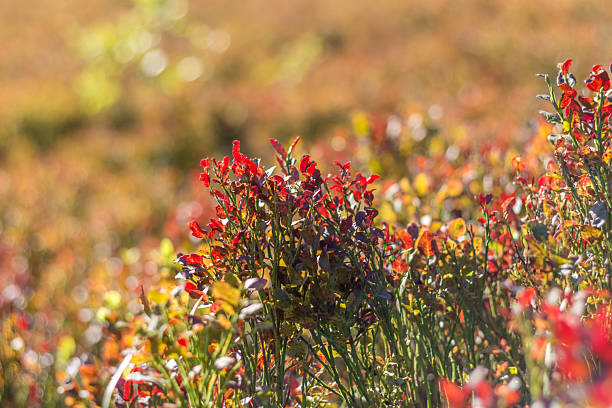 Close-up of blueberry bushes in the Carpathian Mountains during autumn, highlighting vibrant red leaves and the rich textures of the seasonal foliage