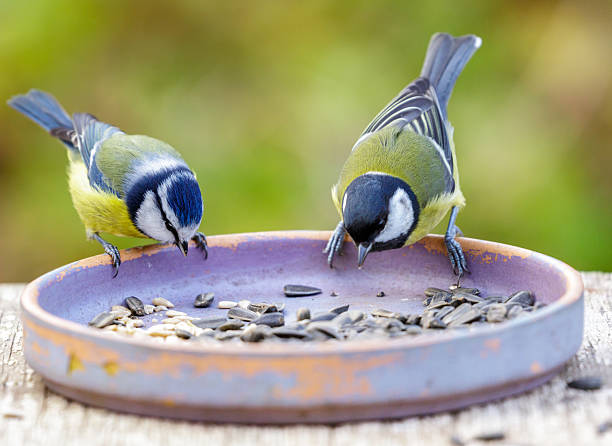 istock birds perching on a bird feeder with sunflower seeds. Great tit and blue tit 2243393163