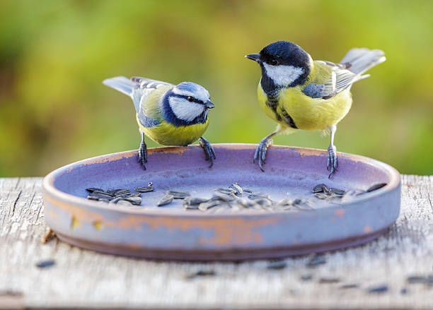 istock birds perching on a bird feeder with sunflower seeds. Great tit and blue tit 2243393175