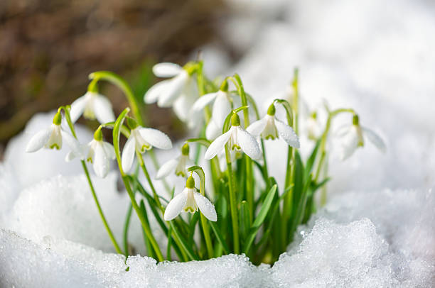 istock snowdrop flowers blooming in snow covering. First spring flowers 2243393181