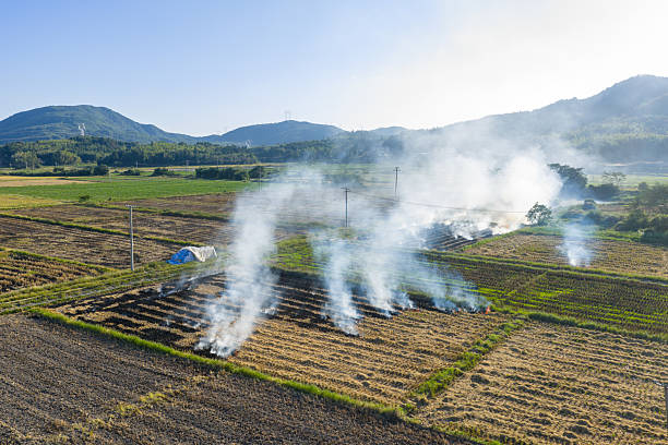 After harvesting in rice fields, straw is burned to drive away pests and diseases