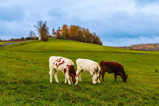 istock Cows graze peacefully in a green pasture during a tranquil autumn day 2243399684