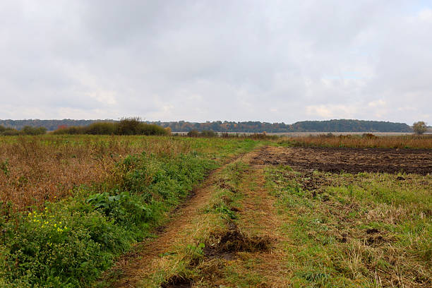 Agricultural field with growing plants in the plain under the blue sky