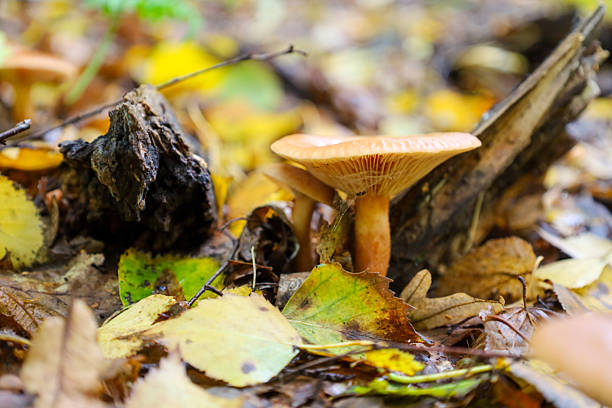 A small mushroom with an orange cap and distinct gills grows among a colorful carpet of autumn leaves. The wet forest floor and a piece of old wood create an atmosphere of wild nature.