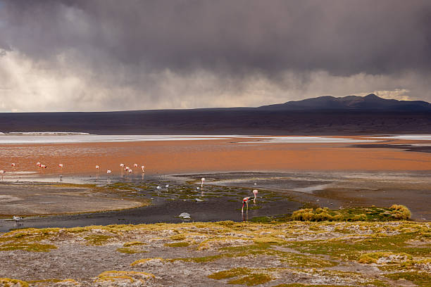 Pink flamingos wading and feeding in shallow water of a vibrant salt flat with orange and green hues. Scenic wetland with birds and mountainous background. Wildlife in natural habitat.