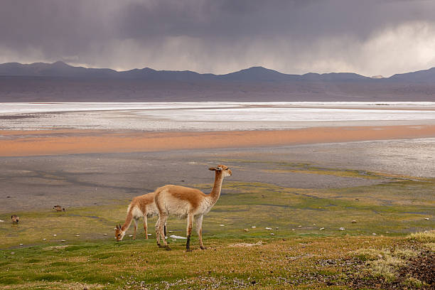 A solitary vicuna feeding on green mossy grass in a vast highland plain with distant mountains and a cloudy sky. Wild camelid in natural Andean habitat. Wildlife and nature scene.