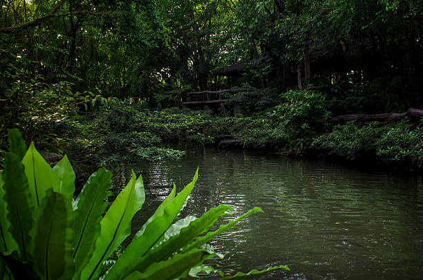 Small calm river in the jungle. Small picturesque river surrounded by dense tropical jungle.