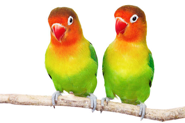 istock Pair of lovebirds 2243401241