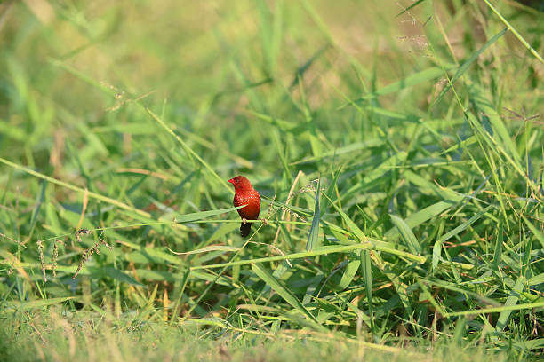 The Red Avadavat,also known as the Straberry Finch,is a small passerine bird belonging to the family (Estrildidae).Native to tropical Asia,it is found across India,Southeast Asia,and parts of Indonesia.These birds inhabit grassland,open fileds,and paddy areas,