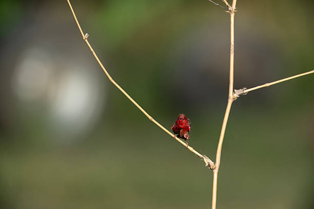 The Red Avadavat,also known as the Straberry Finch,is a small passerine bird belonging to the family (Estrildidae).Native to tropical Asia,it is found across India,Southeast Asia,and parts of Indonesia.These birds inhabit grassland,open fileds,and paddy areas,