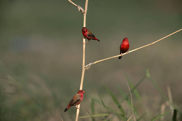 The Red Avadavat,also known as the Straberry Finch,is a small passerine bird belonging to the family (Estrildidae).Native to tropical Asia,it is found across India,Southeast Asia,and parts of Indonesia.These birds inhabit grassland,open fileds,and paddy areas,